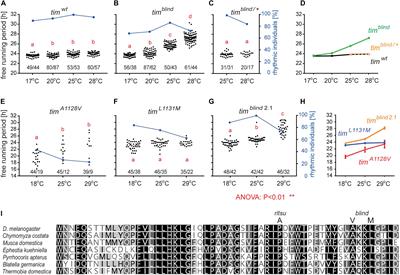 New Drosophila Circadian Clock Mutants Affecting Temperature Compensation Induced by Targeted Mutagenesis of Timeless